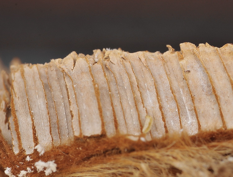Aphyllophorales corso